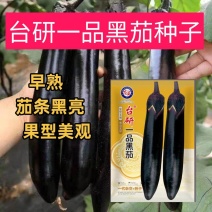 台研一品黑茄种子早熟口感绵软适应性好南北方均可种植