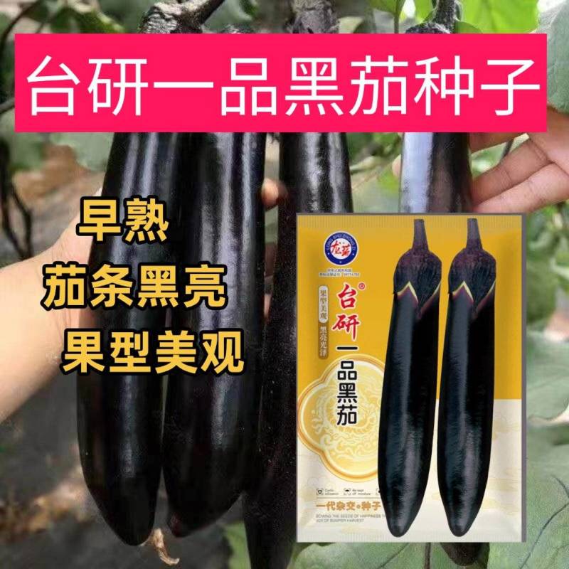 台研一品黑茄种子早熟口感绵软适应性好南北方均可种植