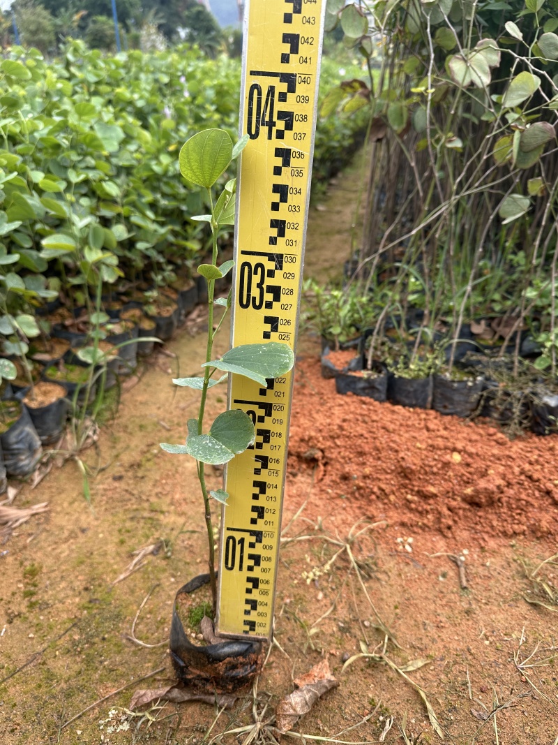 宫粉紫荆绿化苗木自产自销量大优价格优惠
