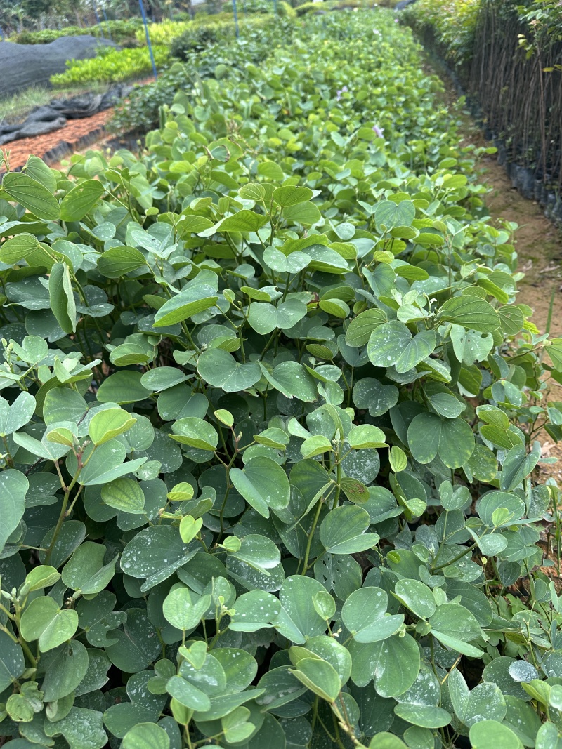 宫粉紫荆绿化苗木自产自销量大优价格优惠