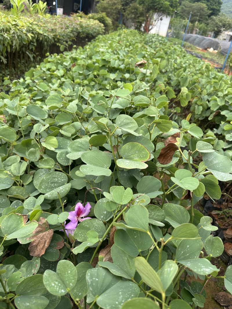 宫粉紫荆绿化苗木自产自销量大优价格优惠