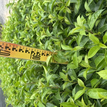 铁冬青绿化苗木一手货源自产自销量大价格实惠