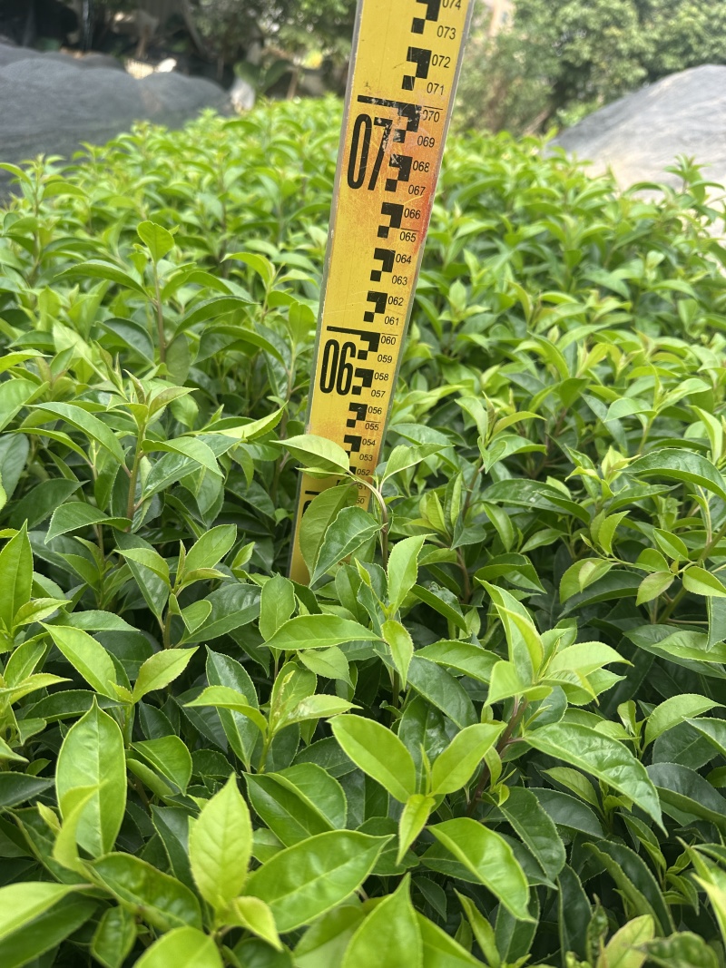 铁冬青绿化苗木一手货源自产自销量大价格实惠