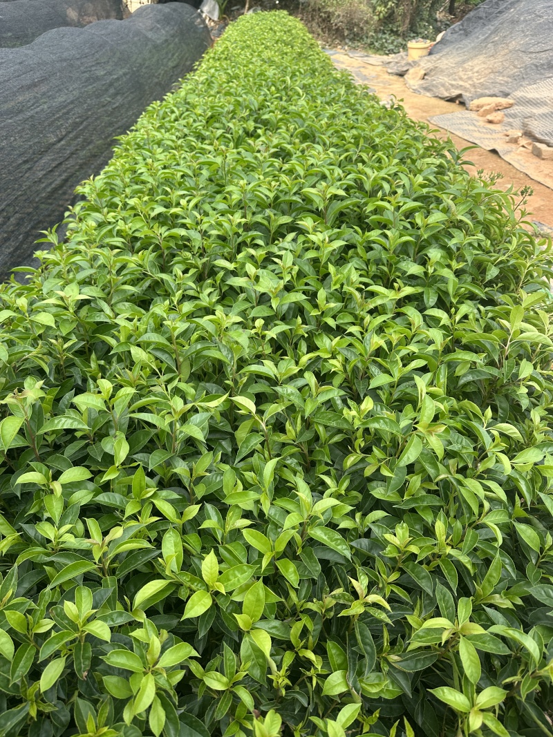 铁冬青绿化苗木一手货源自产自销量大价格实惠