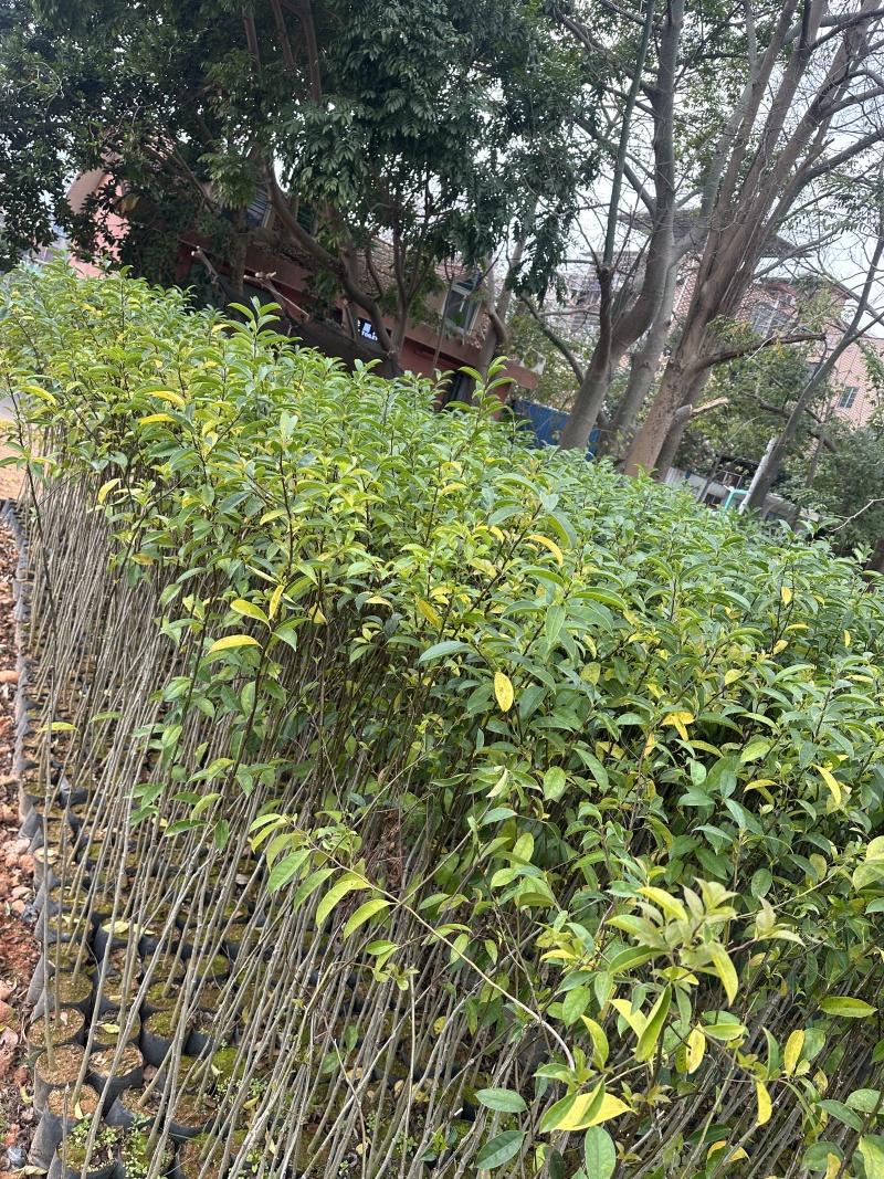 铁冬青绿化苗木一手货源自产自销量大价格实惠