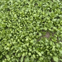大叶茼蒿精品菜货源充足