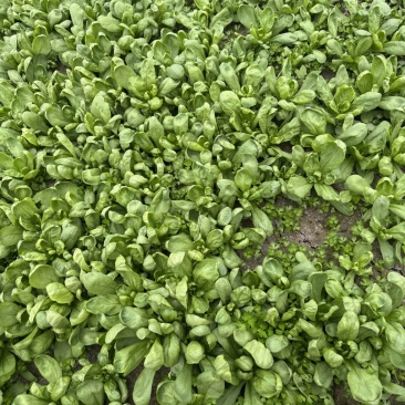 大叶茼蒿精品菜货源充足