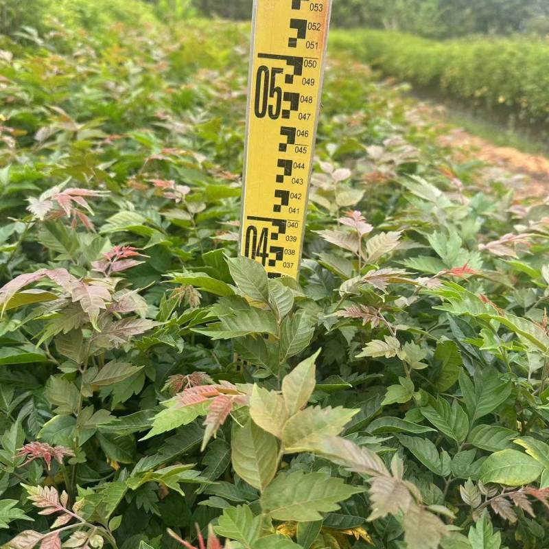 麻楝绿化苗木自产自销一手货源量大价格优惠