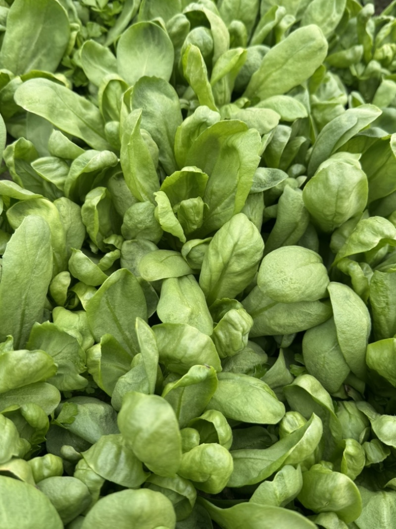大叶茼蒿精品菜货源充足