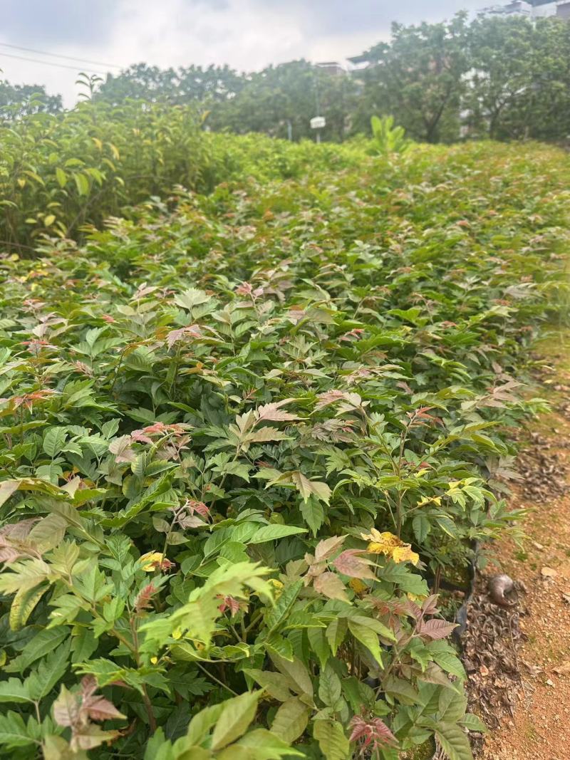 麻楝绿化苗木自产自销一手货源量大价格优惠