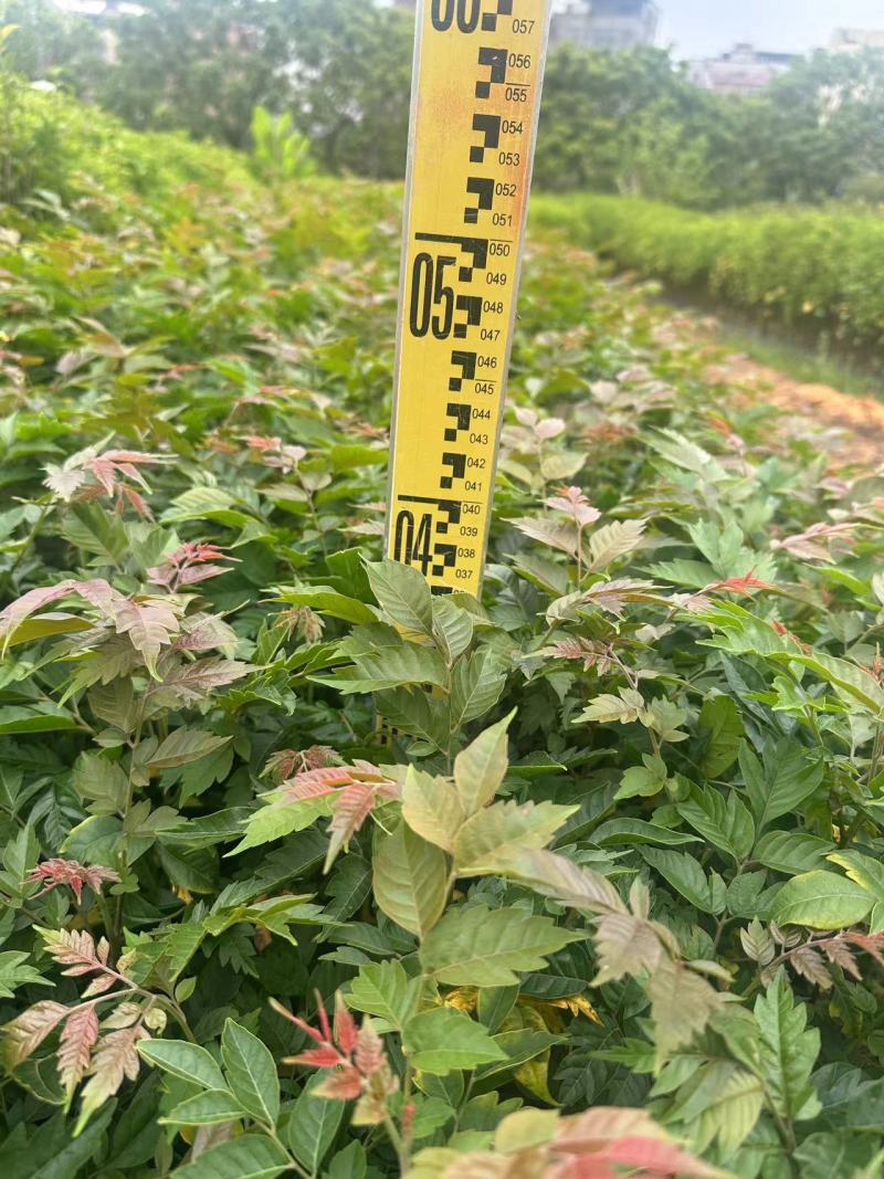 麻楝绿化苗木自产自销一手货源量大价格优惠