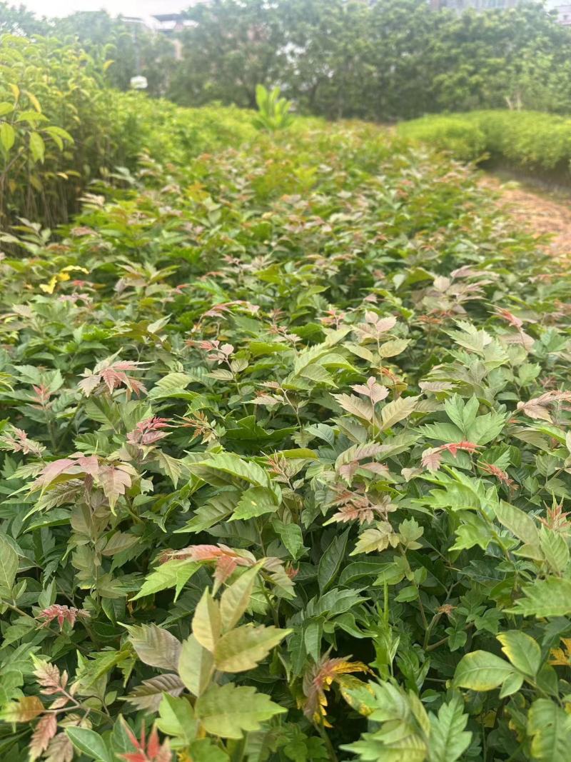 麻楝绿化苗木自产自销一手货源量大价格优惠