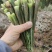 青洋荷笋洋荷特菜基地直供产地一手货源欢迎全国客商洽谈合作