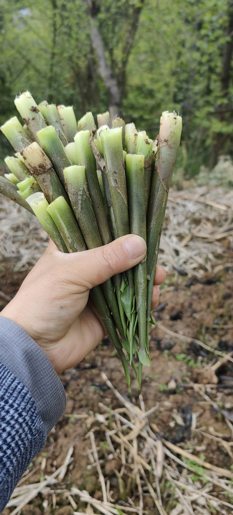 青洋荷笋洋荷特菜基地直供产地一手货源欢迎全国客商洽谈合作