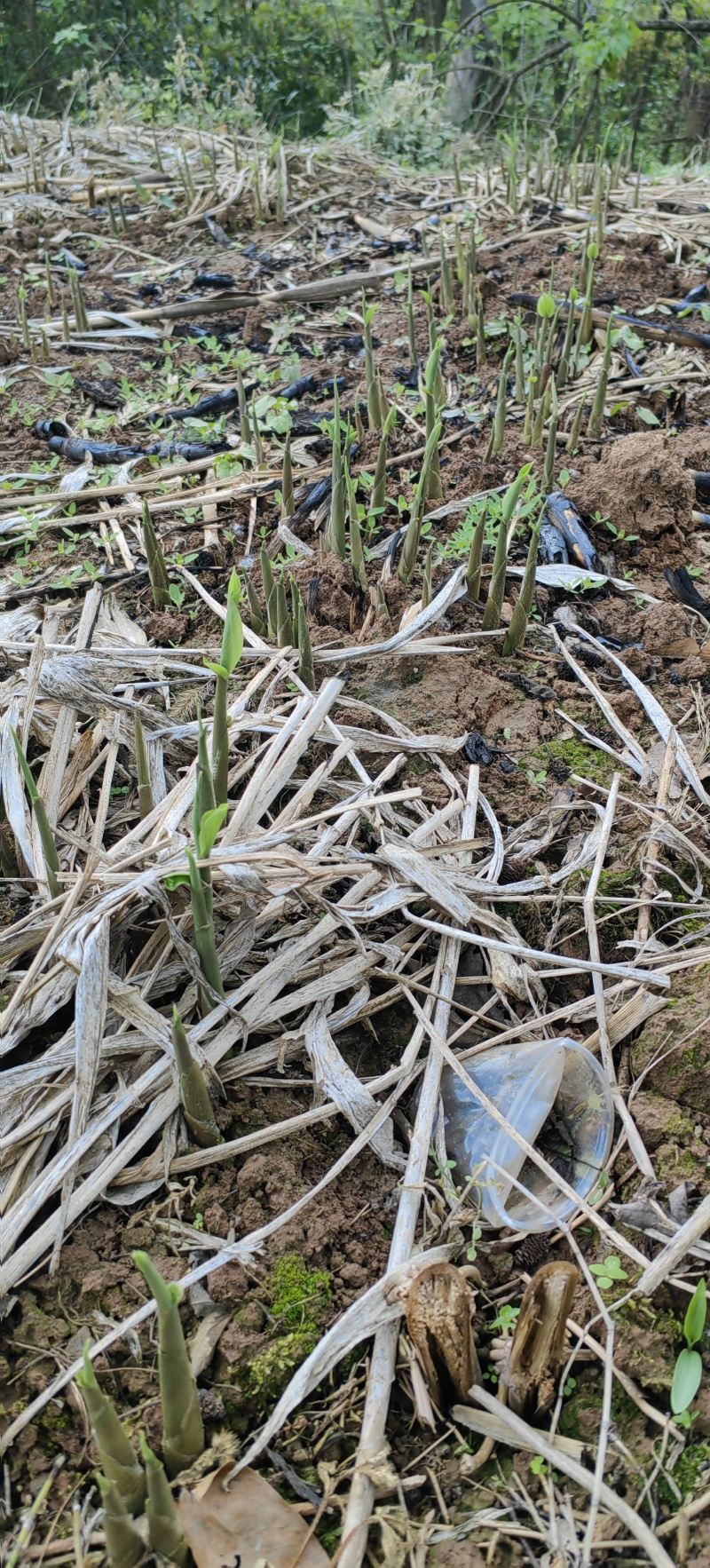 青洋荷笋洋荷特菜基地直供产地一手货源欢迎全国客商洽谈合作