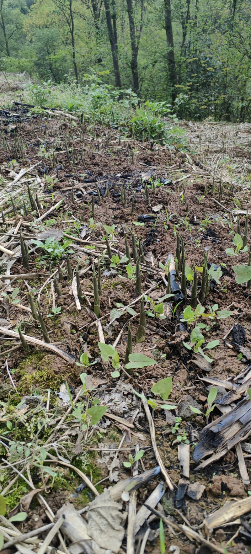 青洋荷笋洋荷特菜基地直供产地一手货源欢迎全国客商洽谈合作