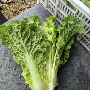 精品毛白菜