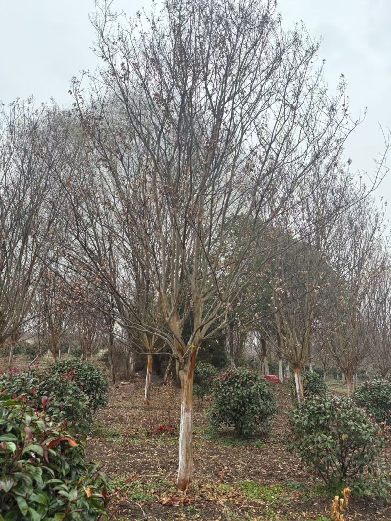紫薇树10一15公分基地直发，紫薇百日红，绿化工程树