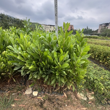 马占相思绿化苗木一手货源自产自销量大价格优惠