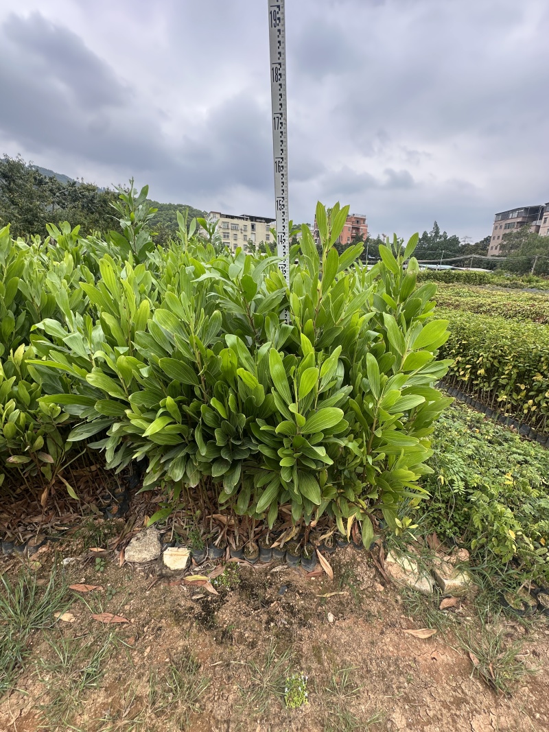 马占相思绿化苗木一手货源自产自销量大价格优惠