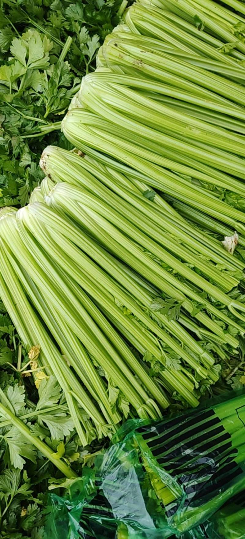 西芹量大价优，全国对接发出口市场档口，电商食堂各平台