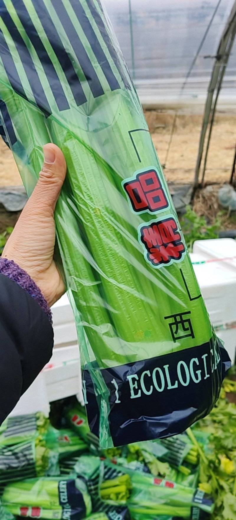 西芹量大价优，全国对接发出口市场档口，电商食堂各平台