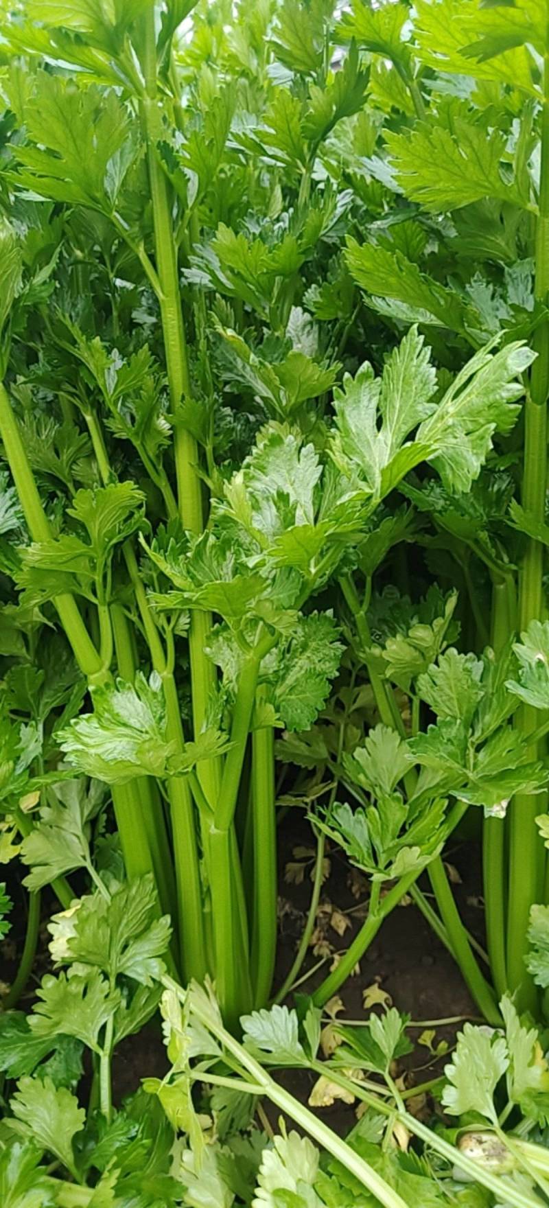 西芹量大价优，全国对接发出口市场档口，电商食堂各平台