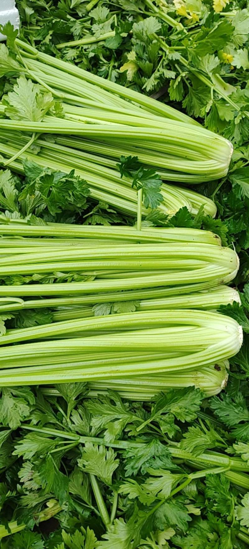 西芹量大价优，全国对接发出口市场档口，电商食堂各平台