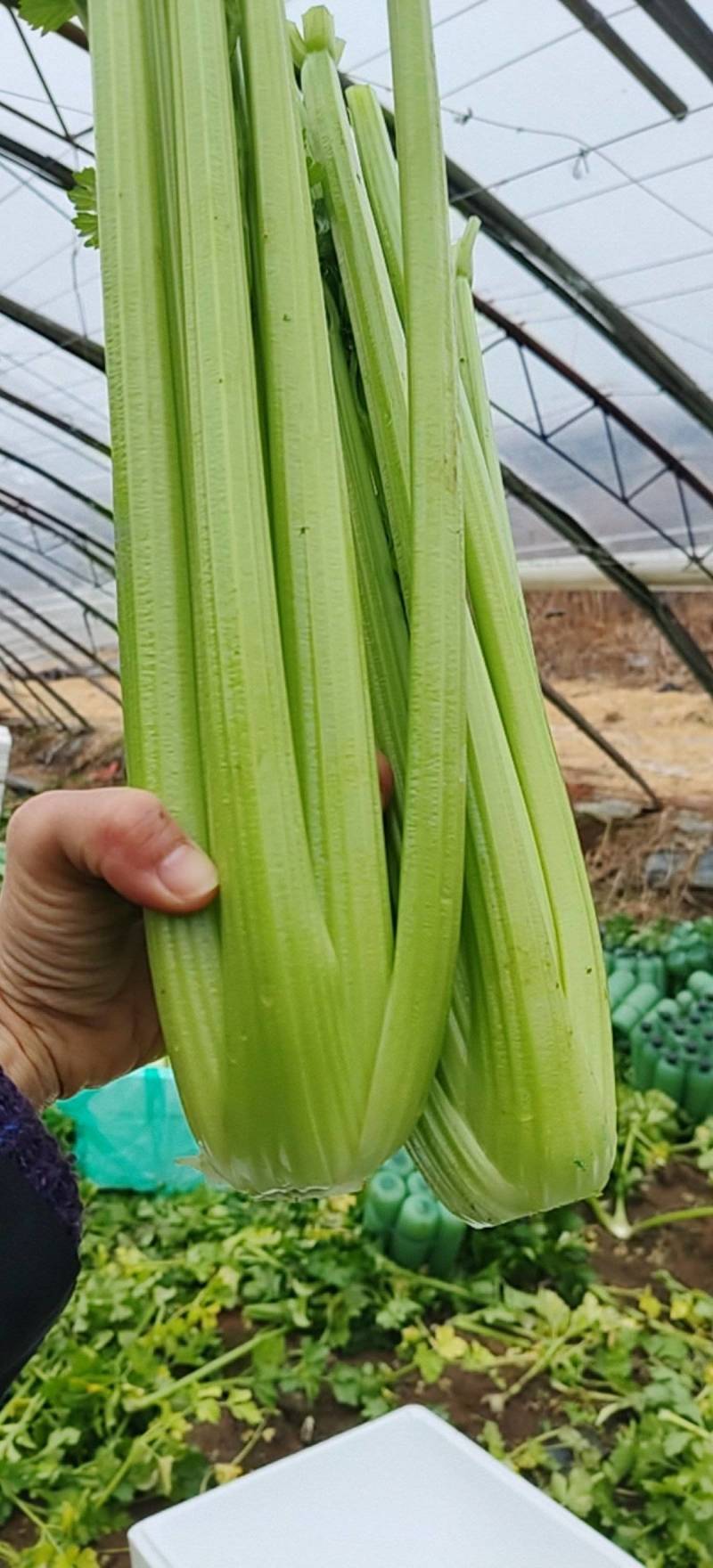 西芹量大价优，全国对接发出口市场档口，电商食堂各平台
