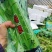 西芹量大价优，全国对接发出口市场档口，电商食堂各平台