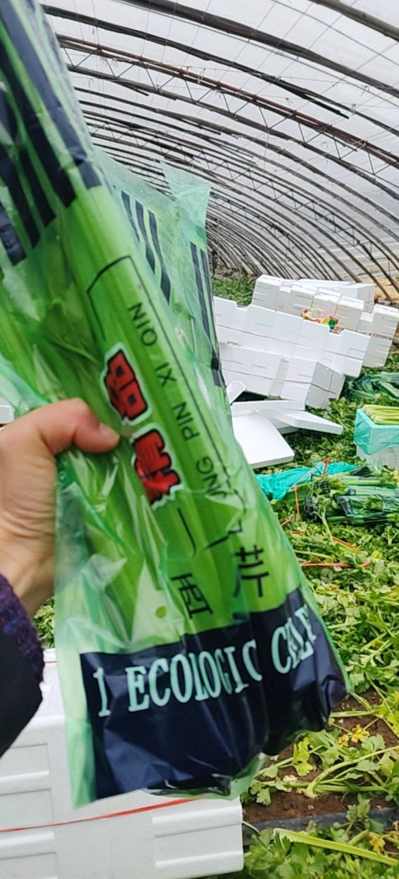 西芹量大价优，全国对接发出口市场档口，电商食堂各平台