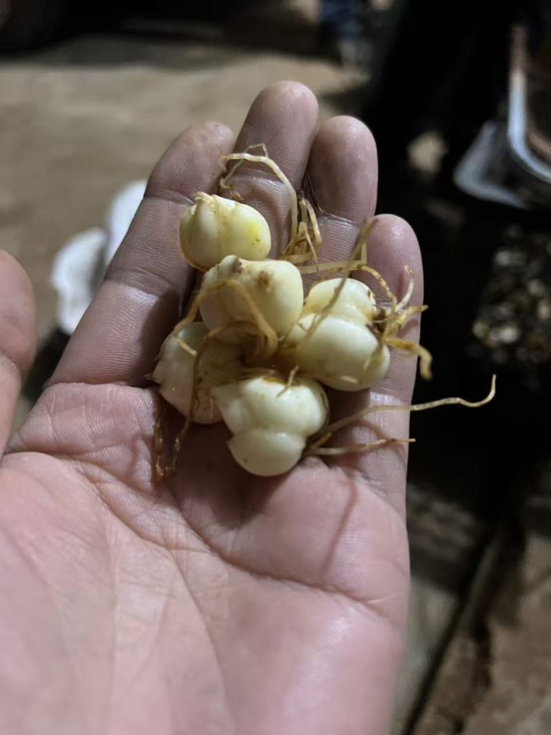 百合种球现货