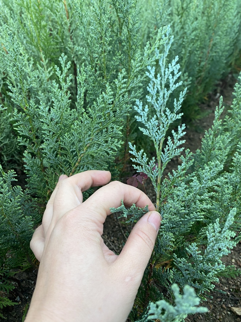 洛基山圆柏小苗，蓝色天堂小苗，蓝色天空北美扁柏，
