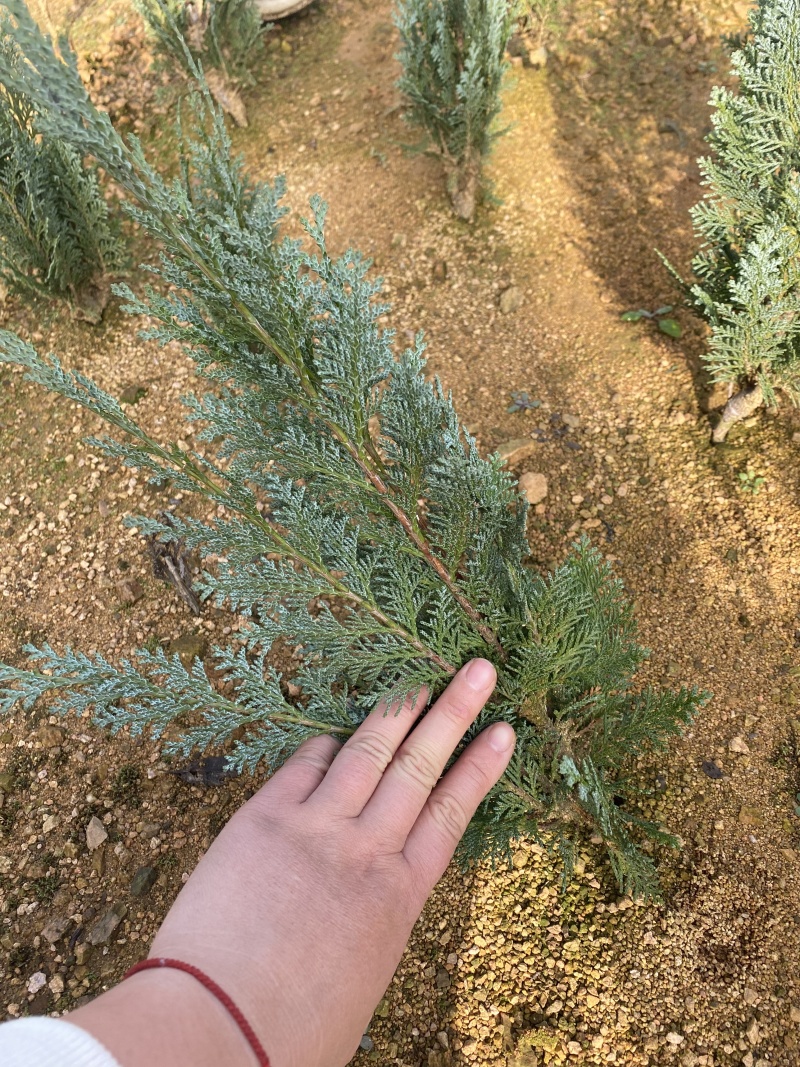 洛基山圆柏小苗，蓝色天堂小苗，蓝色天空北美扁柏，