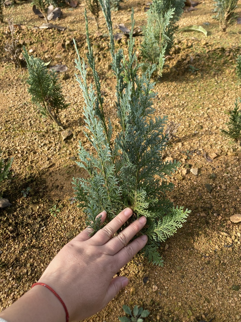 洛基山圆柏小苗，蓝色天堂小苗，蓝色天空北美扁柏，