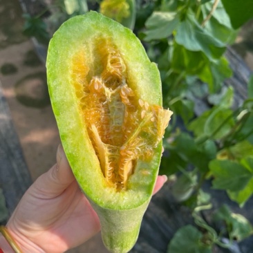 山东博洋甜瓜，大量上市，基地直发，品质保证，量大从优