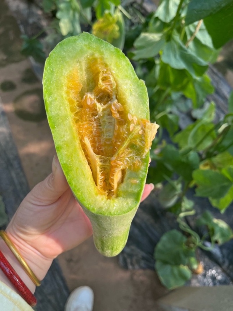 山东博洋甜瓜，大量上市，基地直发，品质保证，量大从优