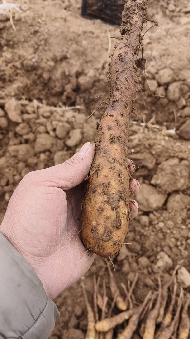 山东白玉豆豆