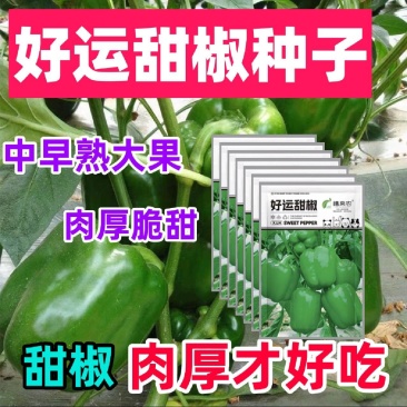 甜椒种子不辣菜椒种子茄门种子农家庭院种植辣椒种子蔬菜种子