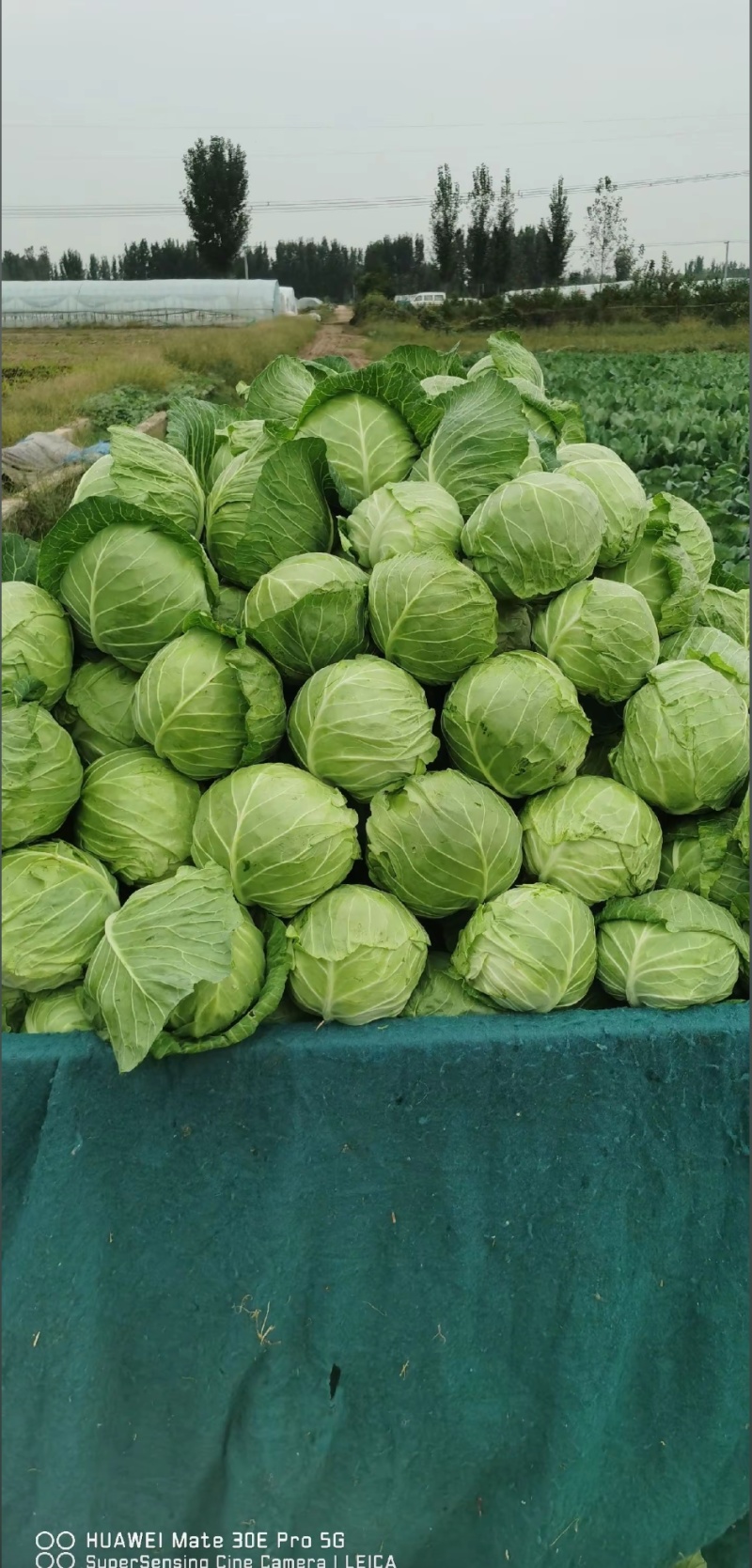 山东精品大棚包头菜，圆甘蓝，价格好，硬度好耐运输质量保证
