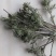 茵陈，现采现发，保证纯野生，产地，山西省长治市平顺县