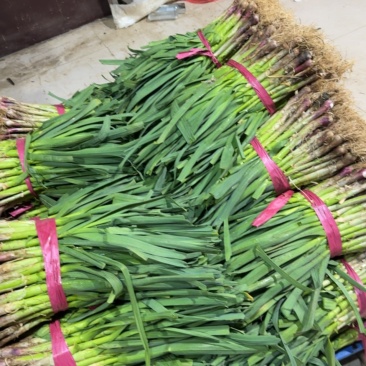 大棚红根蒜苗