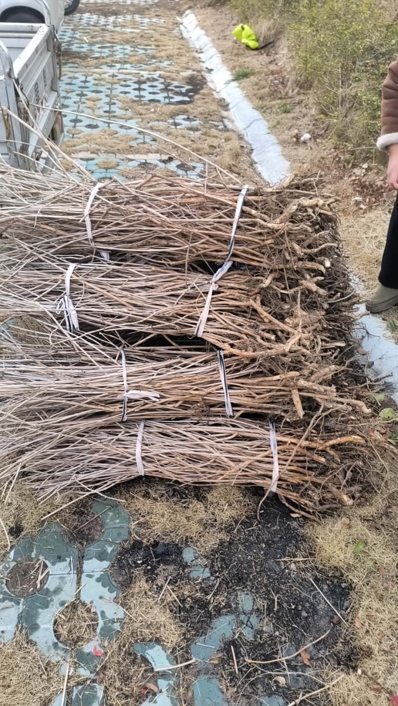 凌霄花苗盆栽四季爬墙藤本植物中华凌大花浓香庭院阳台老桩