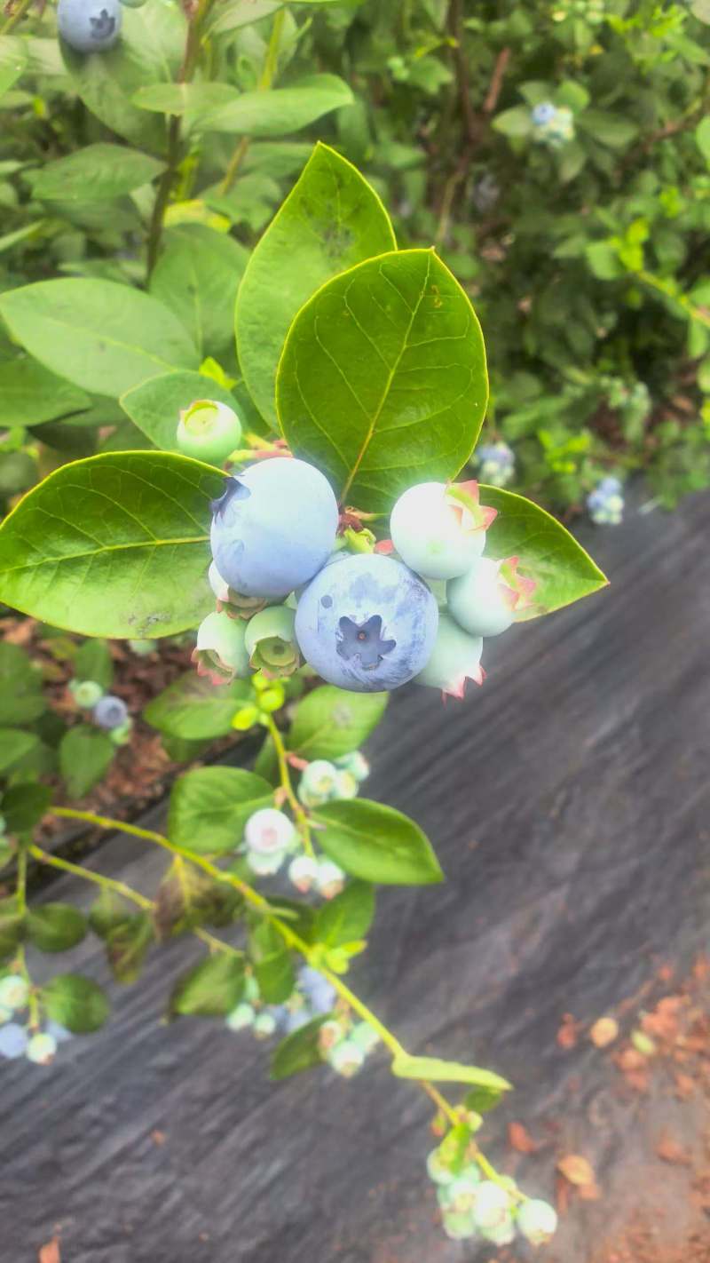 电商**:精品蓝莓。新品上市。各种规格。可定制，加工。