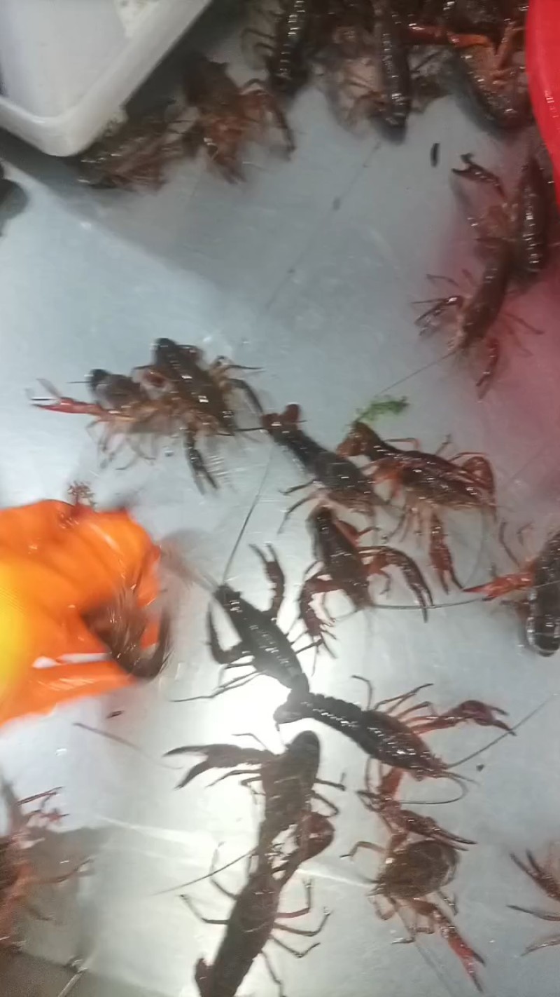 精品小龙虾