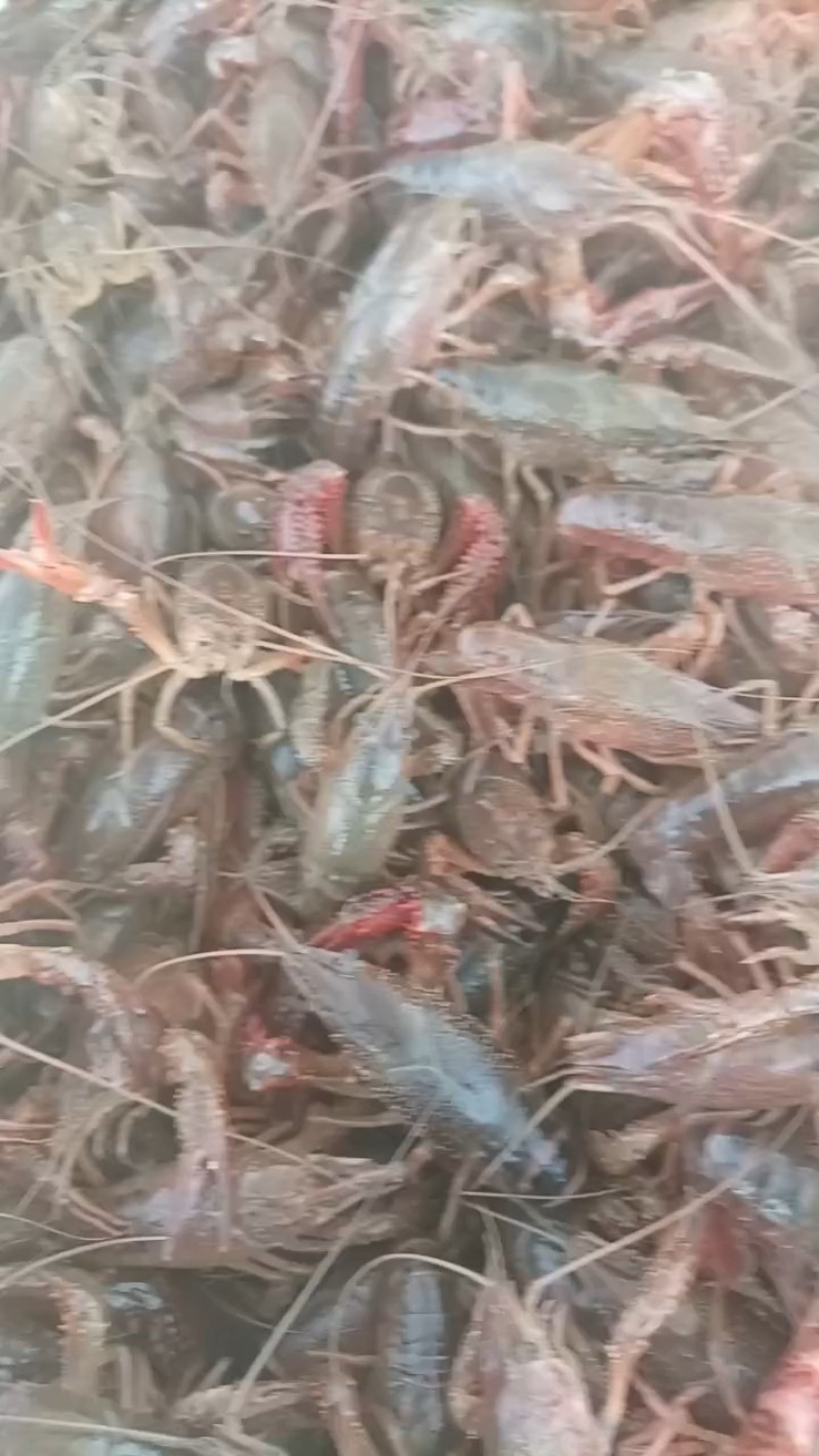 精品小龙虾