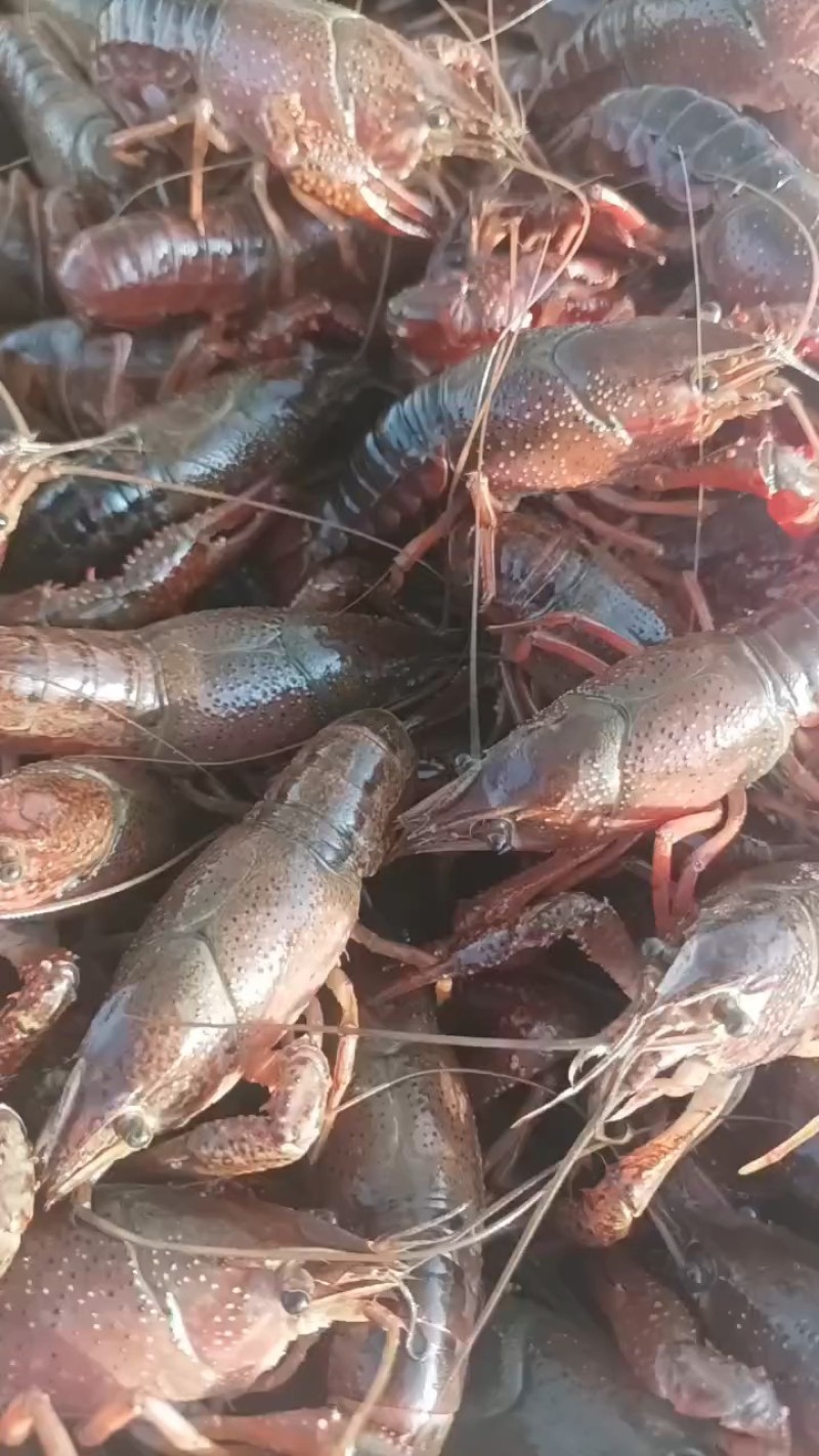 精品小龙虾