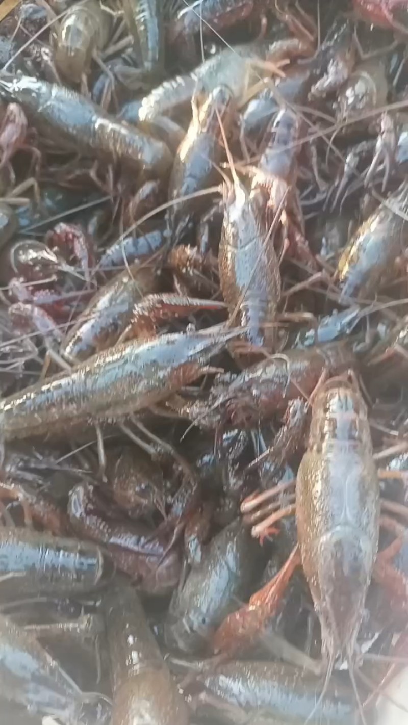 精品小龙虾