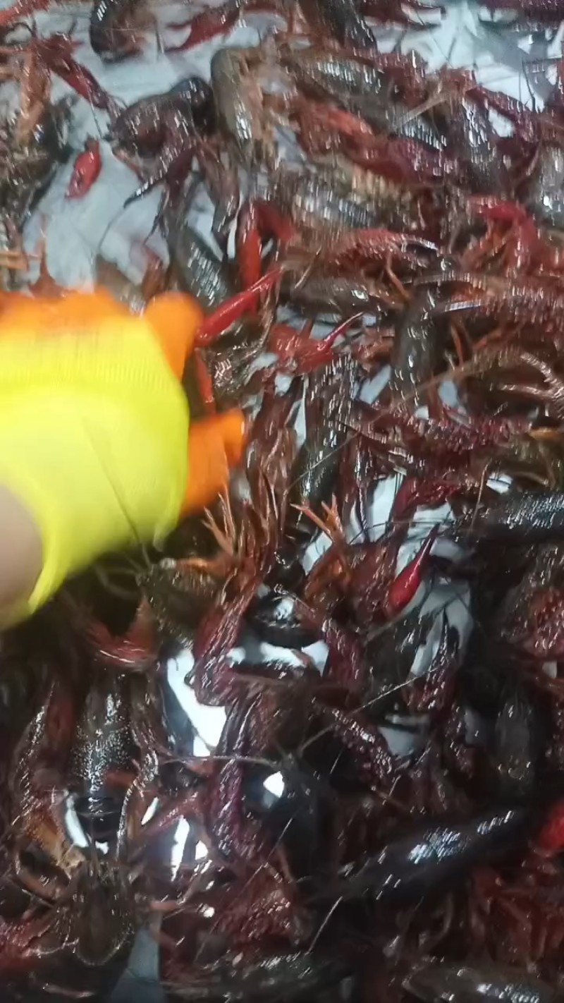 精品小龙虾