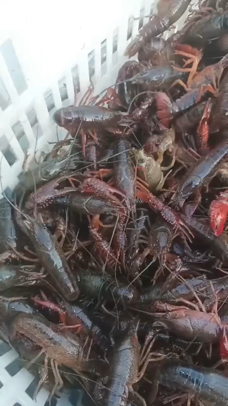 精品小龙虾